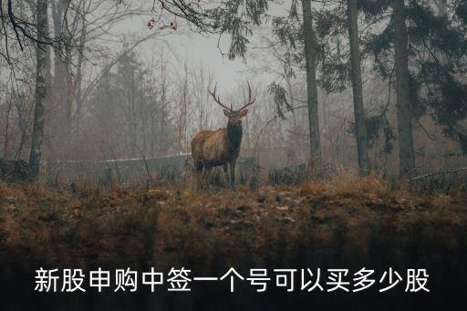 新股申购中签一个号可以买多少股