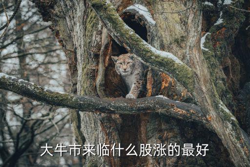 大牛市来临什么股涨的最好
