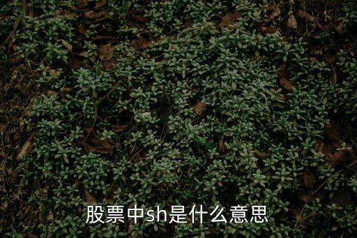 股票中sh是什么意思