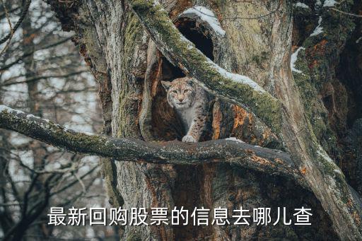 最新回购股票的信息去哪儿查