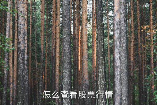 怎么查企业股票价格，股票行情哪里看得到