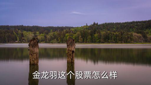 金龙羽这个股票怎么样