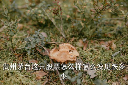 贵州茅台这只股票怎么样怎么没见跌多少