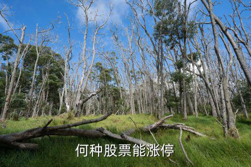 何种股票能涨停