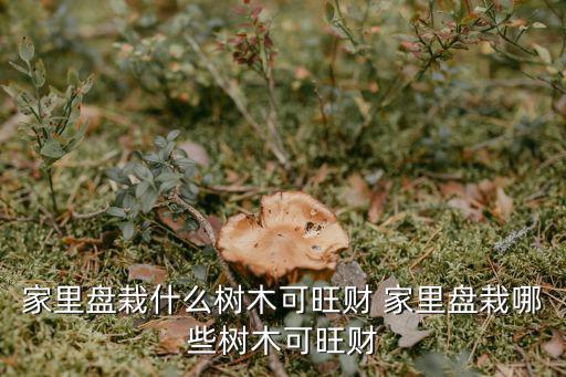 家里盘栽什么树木可旺财 家里盘栽哪些树木可旺财