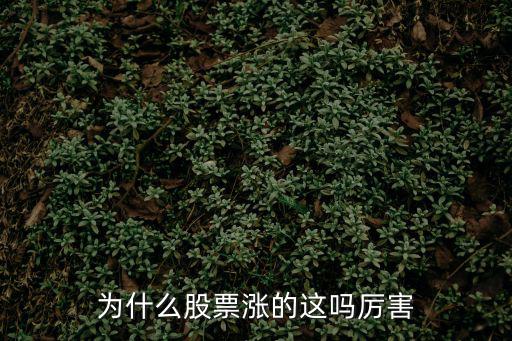 为什么股票涨的这吗厉害