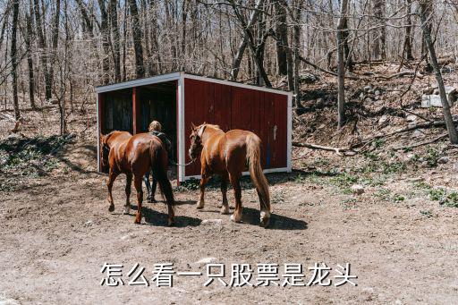 怎么看一只股票是龙头