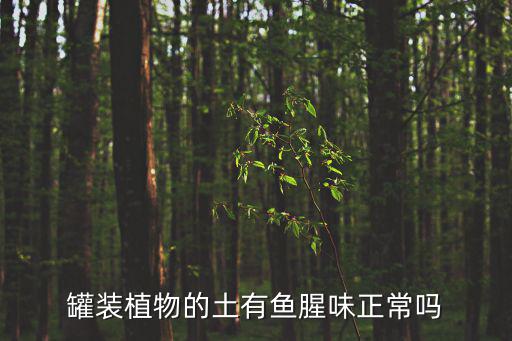 罐装植物的土有鱼腥味正常吗