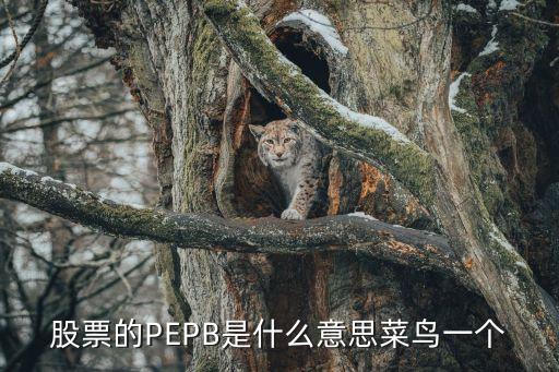 股票的PEPB是什么意思菜鸟一个
