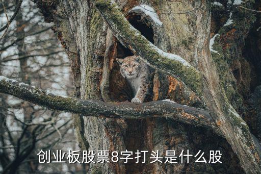 股票008开头的是什么股，008开头的股是什么股