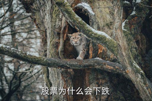 股票为什么会下跌