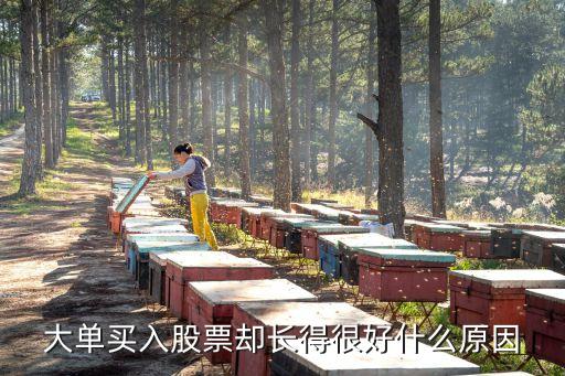大单买入股票却长得很好什么原因