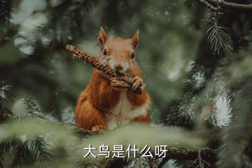 大鸟是什么呀