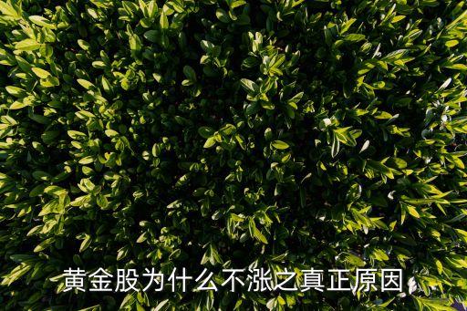 量化点金股票为什么涨不了，黄金股为什么不涨之真正原因