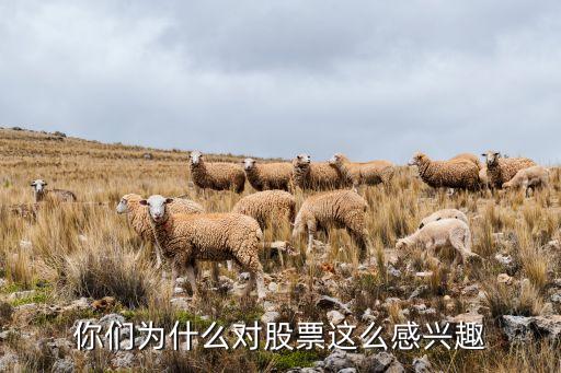 你们为什么对股票这么感兴趣