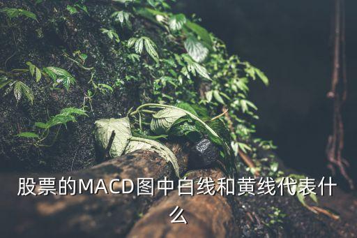 股票的MACD图中白线和黄线代表什么