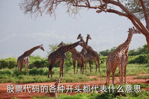 股票代码的各种开头都代表什么意思